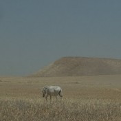 Fieldwork in Iraq courtesy of the University of Athens