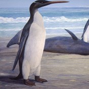 Kairuku, the giant penguin