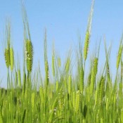 One of earliest farming sites in Europe