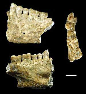 The jaw bones discovered in Slovenia. 