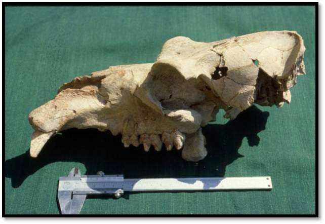 A pygmy hippo skull found at Akrotiri Aetokremnos. (Credit: Alan Simmons)