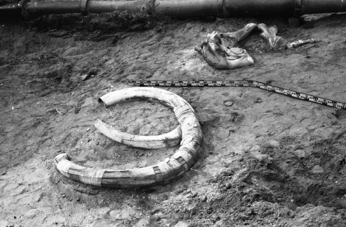 A pair of woolly mammoth tusks. © Europeana. Rights reserved.