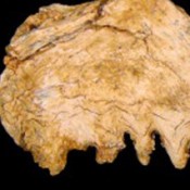 Trove of Neanderthal Bones Found in Greek Cave