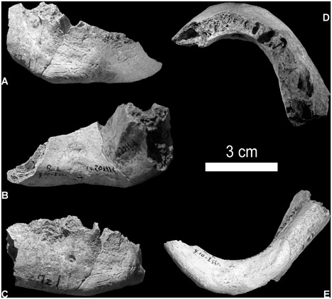 First Love Child of Human-Neanderthal Found