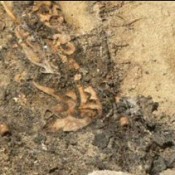 Kazakhstan archaeologists discover Saka princess tomb