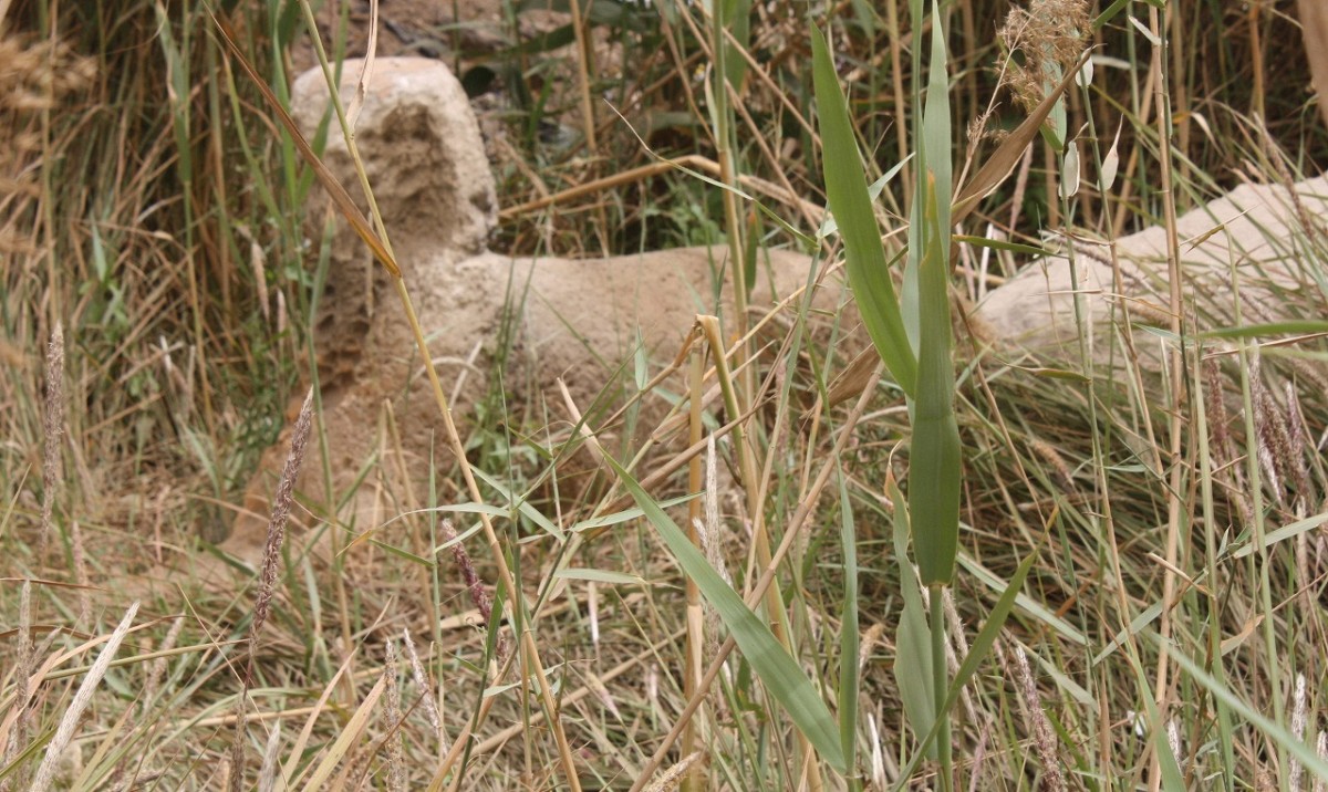 Sphinxes in the grass. Heliopolis, Cairo, Egypt. (Photo by M. Hanna).