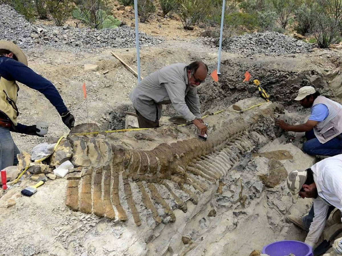 Dinosaur tail found at Coahuila, Mexico.