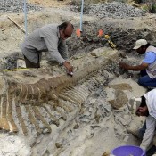 Dinosaur tail found in Mexico