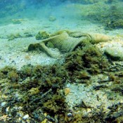 Ancient shipwrecks found off Turkish coast