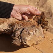 Egyptian Dog Mummy Infested with Bloodsucking Parasites