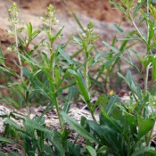The Mother of Roman Perfumes Discovered