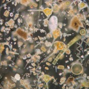 Reading ancient climate from plankton shells