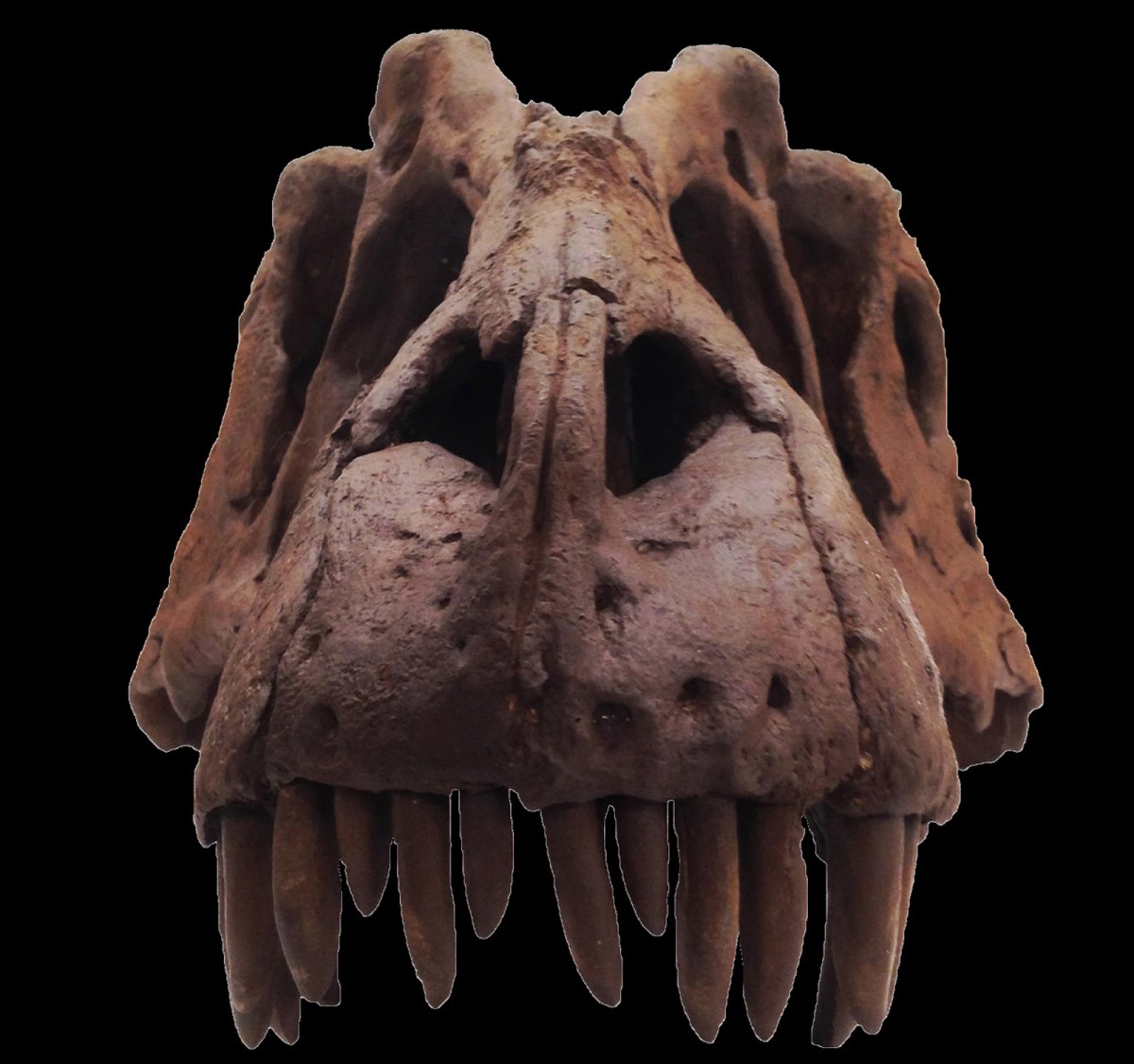 Lythronax argestes, reconstructed scull containing original fossil. Photo: Mark Loewen, NHMU.