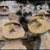 Meet the Baby Chachapoyas!