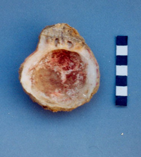Fig. 3. Spondylus gaederopus with red substance in its interior, from the Middle Bronze Age.