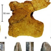 First Dinosaur Remains Found in Saudi Arabia