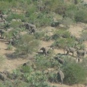 A Closer Loook at Ptolemy’s Elephants