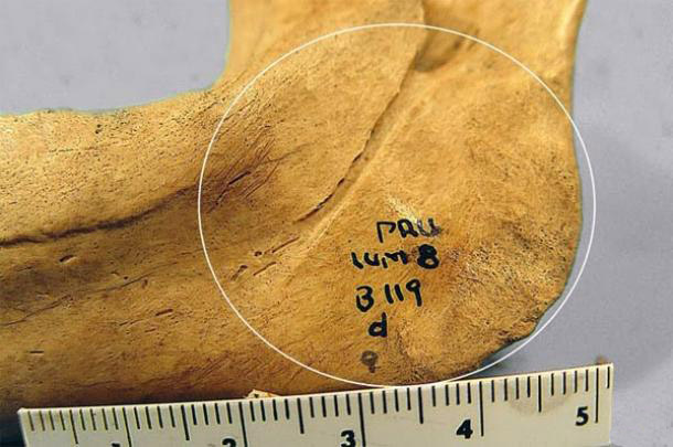 Human bone part showing incision caused bu butchering. Photo: INAH