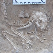 Cat Domestication in Egypt Pushed Back By 2,000 Years