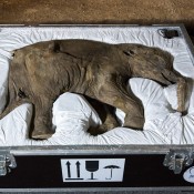 Baby mammoth Lyuba goes on show