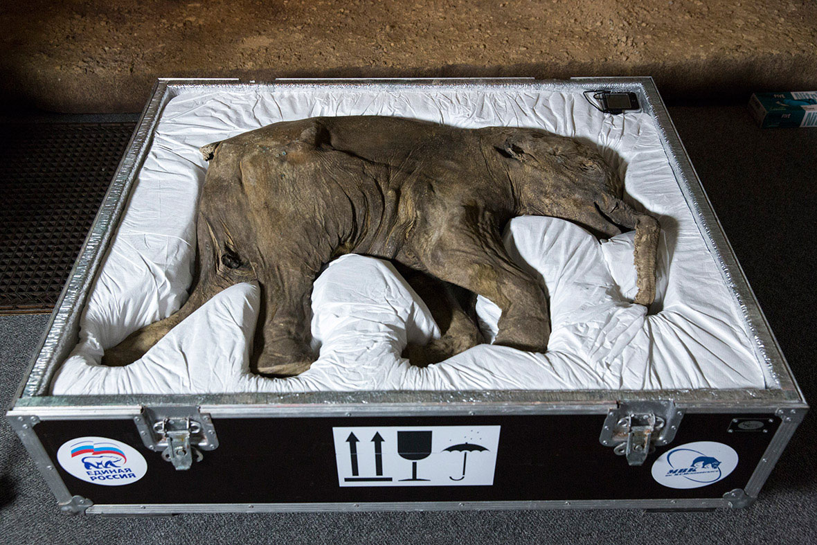 Lyuba, the world's most complete mammoth, is seen before going on public display at Natural History Museum. Photo: Getty.