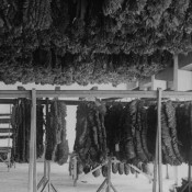 Tobacco