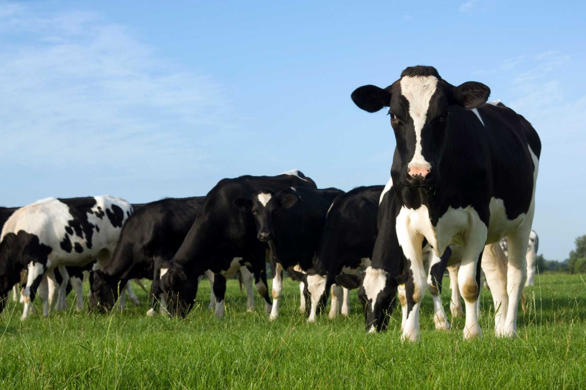 People living in the extremes of northern Europe started farming dairy cows at least 4500 years ago.