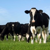 Prehistoric dairy farming at the extremes