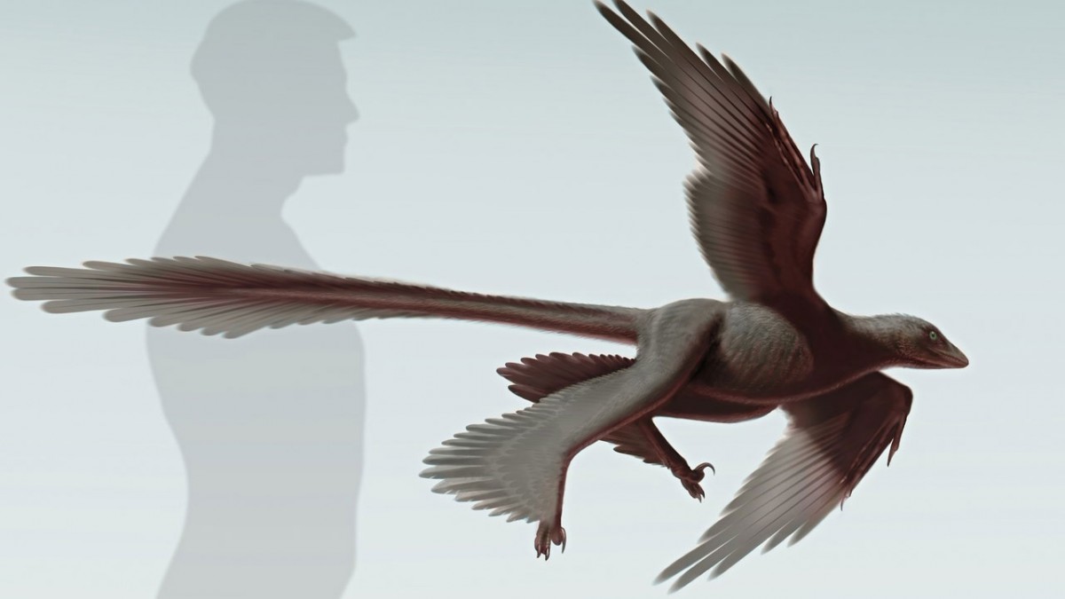 An artist's impression of the new species of four-winged, microraptor dinosaur Changyuraptor yangi. Illustration: Stephanie Abramowicz/Dinosaur Institute, NHM.