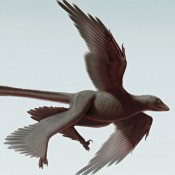 Meet Changyuraptor yangi