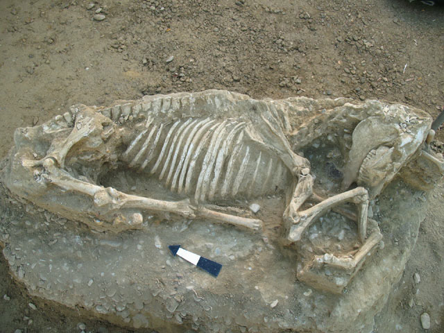 Horse burial revealed on Chios island