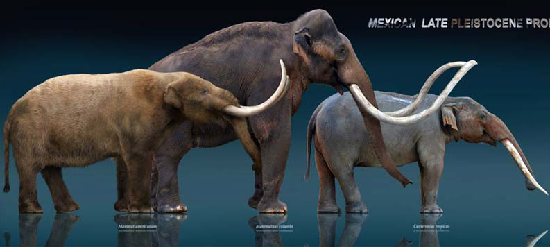 These sculptures, made by Mexican artist Sergio de la Rosa, show three elephant ancestors (from left): the mastodon, the mammoth and the gomphothere. (Photo: Sergio de la Rosa)