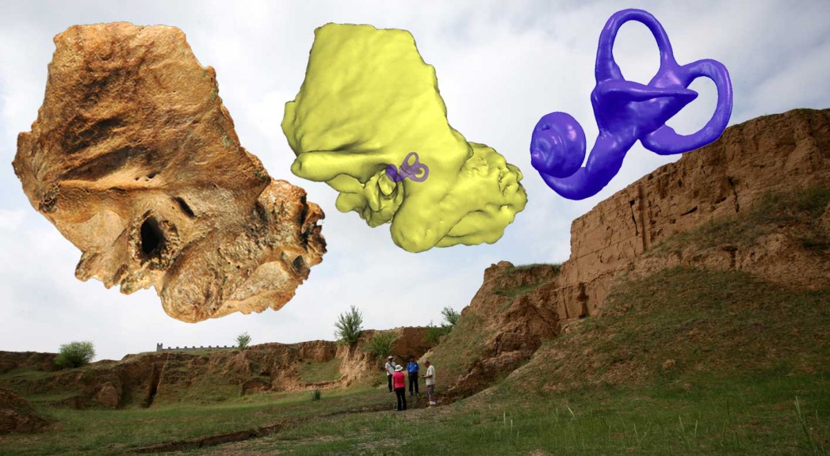 The Xujiayao 15 late archaic human temporal bone from northern China with the extracted temporal labyrinth superimposed on a view of the Xujiayao site. Institute of Vertebrate Paleontology and Paleoanthropology, Chinese Academy of Science.