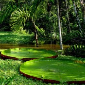 The ‘Amazonian savannah’ before the rainforest