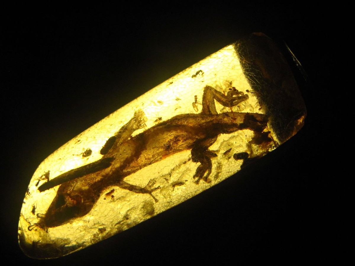 Oligocene era gecko trapped in amber. Image: PG Palmer.