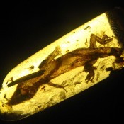 Decades-old amber collection offers new views of a lost world