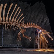 Scientists report first semiaquatic dinosaur, Spinosaurus