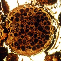 New evidence of ancient multicellular life sets evolutionary timeline back 60 million years