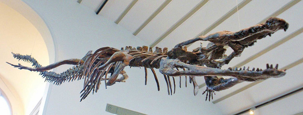 Fossil of Machimosaurus at Musee d'Histoire Naturelle, Brussels.