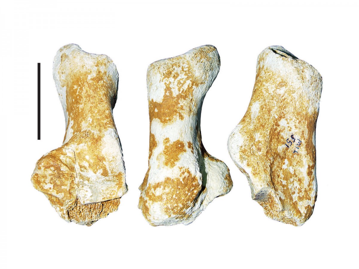 Fig. 1. Fossil of heel of a three-million-year old giant bear found near Grevena. (Photo credit: AMNA) 