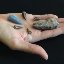 Tooth serves as evidence of 220-million-year-old attack