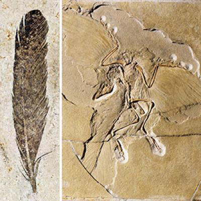 Taking a deeper look at ‘ancient wing’