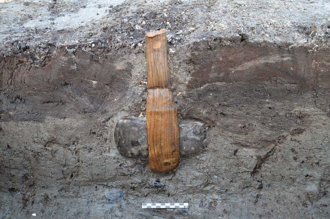 Archaeologists from Museum Lolland-Falster have found an incredibly well preserved hafted flint axe.