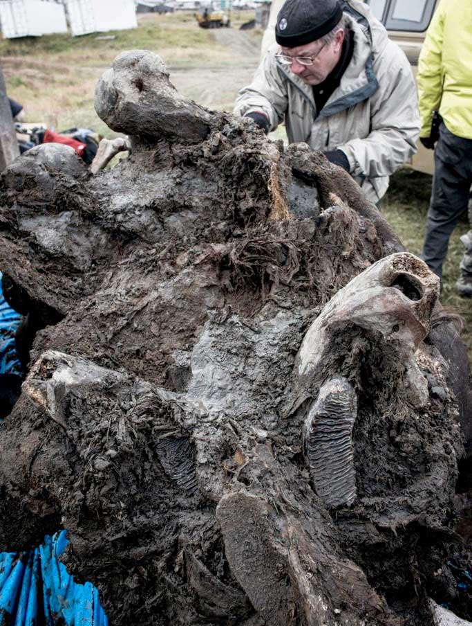 The mammoth, which scientists have nicknamed Buttercup, was found frozen in Siberia in  May 2013, and carbon dating of her flesh has revealed that she died 40,000 years ago  [Credit: Renegade Pictures/Smithsonian Channel].

