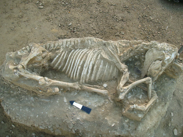 Horse burial revealed during a survey conducted at the site 