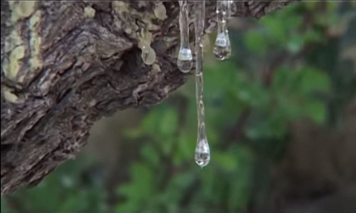 Mastic cultivation made UNESCO list. (Snapshot of video, © Silas Michalakas, 2011)