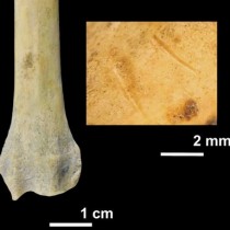 Humans consumed domestic dog, wild cat, fox, and badger