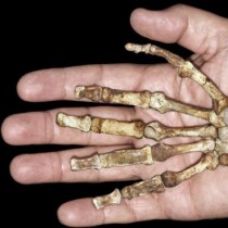 Early ancestors used their hands like modern humans