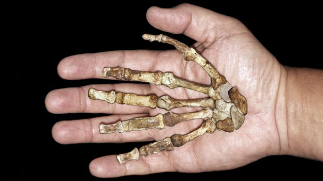Scientists analyzed fossil hand bones of the Australopithecus africanus who lived about 3.2 million years ago in what is now South Africa. The hand bone structure revealed that ancient humans were able to fully grasp and use tools. 