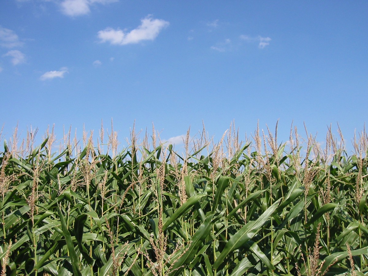 Cornfield near Penn Yan, New York, by Jlantzy (Jamie Lantzy). Wikimedia Commons.
